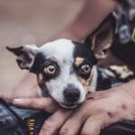 Kaqome materialında kvant spin mayesinin əsas vəziyyətinə dair sübutlar