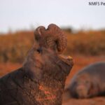 Fosillər anakondaların 12 milyon ildən çox nəhəng olduğunu ortaya qoyur