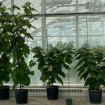 Tədqiqat virusun “sosiallaşması”nın antiviral dərmanların effektivliyinə təsir etdiyini tapır