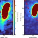 Araşdırmalar göstərir ki, kəndlərin yaxınlığında yaşayan italyan ayıları daha kiçik və daha az aqressiv olublar