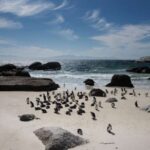 Karbon nanotübüklərindən tək fotonlu işıq mənbələrinin hazırlanması