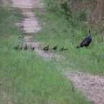 Sərt yoğun bağırsaq erkən mərhələdə başlayan kolorektal xərçəng riskini göstərə bilər