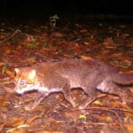 Gemini və Blanco teleskopları indiyə qədər müşahidə edilən ən uzun qamma şüalanmasının mənşəyinə dair ipuclarını açır