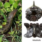 Meymunların ritmi var və ritmlə birlikdə vura bilir (Backstreet Boys-un bir az köməyi ilə)