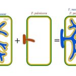 Ağıl nəzarət texnologiyasından klinik terapiyaya qədər: Optogenetika yol xəritəsi