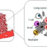 Hamiləlik dövründə anada D vitamininin yüksək olması uşaqlıq dövründə diş çürüməsinin azalması ilə əlaqələndirilir