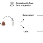Qədim ulduzun ətrafında nadir qəhvəyi cırtdan kəşf edildi