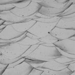 Tədqiqatlar göstərir ki, manta şüaları mobil ekosistemlər yaradır