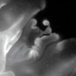 Elektrik enerjisi ilə xirallığın dəyişdirilməsi: Gərginliklə idarə olunan metod geri dönən, tənzimlənən vəziyyətlərə imkan verir