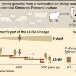 Boliviyanın mərkəzində 16.000 fosil izi dinozavr davranışını ortaya çıxarır