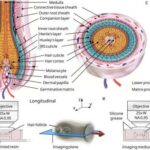 CERN-in ATLAS-ı Higgs bozonunun muon-antimuon cütlüyünə parçalanmasına dair dəlillər aşkar edir.