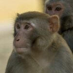 Fosillər anakondaların 12 milyon ildən çox nəhəng olduğunu ortaya qoyur