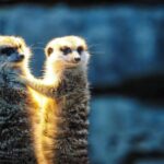 İnsanlar monoqamiya ‘liqa cədvəlində’ meerkats və qunduzlar arasında yer alırlar