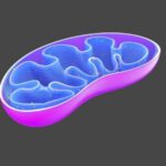 Stimullaşdırıcı DEHB dərmanları əvvəllər düşünüləndən fərqli şəkildə işləyir