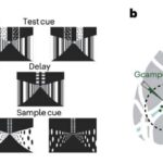 Yaşıl elektronika: Ağıllı sensor etiketi həssas malları qoruyur