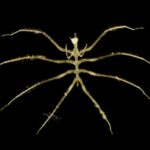 Neytron ulduzunun soyudulması ilə beşinci qüvvənin varlığını yoxlamaq