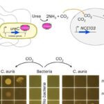 Araşdırmalar göstərir ki, ov təzyiqi dişi hinduşkaları daha çox qız doğmağa vadar edir