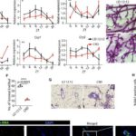 Kvantlanmış burulğanın mərkəzinə səyahət: Mikroskopik qarşılıqlı sürtünmə supermaye dağılmasını necə idarə edir