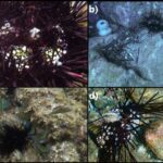 Neytrino rəsədxanaları açıq qaranlıq maddəni aşkar etmək üçün vəd verir