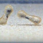 Qlobal balıq ticarəti necə “əbədi kimyəvi maddələri” dünyaya yayır