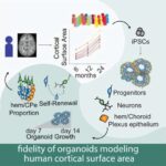 Kvantlanmış burulğanın mərkəzinə səyahət: Mikroskopik qarşılıqlı sürtünmə supermaye dağılmasını necə idarə edir