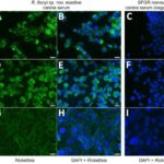 Günəş işığı, su və hava enerjisi hidrogen peroksidin istehsalı üçün daha təmiz bir üsuldur