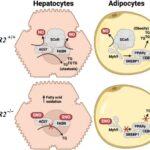 Kaliforniyada plastik torbaların satışı dayandırılmaq üzrədir, lakin artıq torbalar hələ də tənzimlənmir