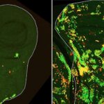 Bitki orqanlarının əyri böyümə mexanizmi kəşf edildi