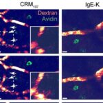 Kvanta hazır 2D materialların axtarışının genişləndirilməsi