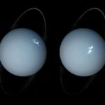 Tədqiqatçılar iddia edirlər ki, yanlış məlumat təbiətdə qaçılmaz bioloji reallıqdır