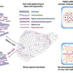 Tədqiqatçılar deyirlər ki, sintetik materiallardan canlı hərəkət əldə etmək üçün xaosu qəbul edin