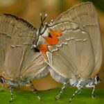 Az atomlu nazik materiallarda istilik axınının sirrinin açılması