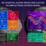Pişiklər kişilərlə salamlaşarkən daha çox miyavlayaraq ünsiyyət strategiyalarını tənzimləyirlər