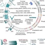 İnsanlar və süni neyron şəbəkələri öyrənmə zamanı bəzi oxşar nümunələr nümayiş etdirir