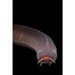 Alimlər autizmlə əlaqəli beyin böyüməsinin arxasındakı hüceyrələri aşkar etmək üçün mini beyinlər yetişdirirlər