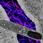 Araşdırma göstərir ki, Afrika pinqvinləri Cənubi Afrikada kütləvi şəkildə aclıq çəkir