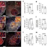 Təkrarlanan beyin fəaliyyətinə yenidən baxmaq: Əsas neyronlar alternativ bir izahat təqdim edir