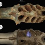 Pahon Mağarası, Daş Dövründə alətlərin istifadəsinin 5000 illik təəccüblü dərəcədə sabitliyinə nəzər salır