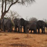 Nüvə spinlərinə əsaslanan bərk dövlət kvant prosessoru