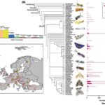 Qara dəliklərin kvant təbiətinin entropiya vasitəsilə araşdırılması