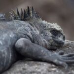 Tələbə tədqiqatçısı indiyə qədər qeydə alınmış ən sürətli qamma-şüa partlayışının kəşfinə rəhbərlik edir