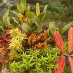 Psilosibinin depressiya ilə əlaqəli beyin dövrələrini necə dəyişdirdiyini öyrənin