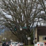 Tədqiqatçılar iddia edirlər ki, yanlış məlumat təbiətdə qaçılmaz bioloji reallıqdır