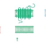 Sümükdə sinir dövranının ilk xəritəsi həkimlərə sümük bərpası üçün əsas siqnalları müəyyən etməyə kömək edirJohns Hopkins Universiteti Tibb Məktəbi tərəfindən