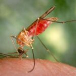 Tədqiqatçılar kainatın “kiçik qırmızı nöqtələri”nin sirrini həll edirlər