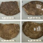 Yeni dəlillər göstərir ki, ammonitlər dinozavrların ölümünə səbəb olan asteroid toqquşmasından sağ çıxıblar
