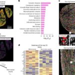 Sual-cavab: Filadelfiyada niyə bu qədər çox bataqlıq var