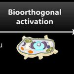 Tənəffüs bakteriyası insan bədənindən vacib lipidləri necə əldə edir və yağla zəngin toxumaları hədəf alır