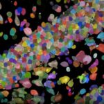 Suşi rulonları insan saçı qədər nazik elastik lif parçasına necə ilham verdi