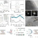 Yeni kəşf edilmiş immun “trafik nəzarətçisi” sitomeqalovirus tərəfindən ələ keçirilə bilər